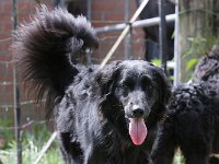 Puppys van Bliss040622-0038